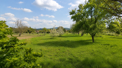 Ház
