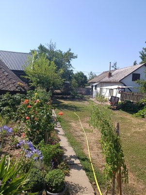 Ház