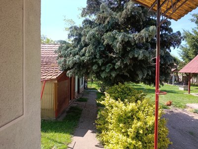 Ház